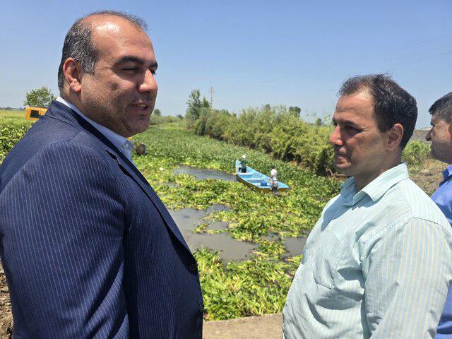 بحران سنبل آبی در لنگرود مهار شد