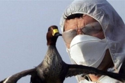 تشکیل قرارگاه مبارزه با آنفلوانزای فوق حاد پرندگان در گیلان