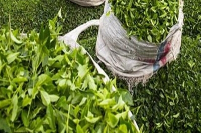 خرید ۶۶۱ میلیارد تومان برگ سبز چای در گیلان