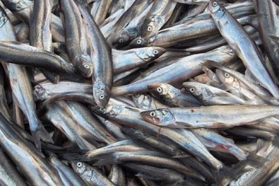 صید بیش از ۳۰۰۰ تنی ماهی کیلکا در استان گیلان