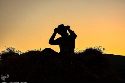 کشمکش بر سر آمار تولید برنج در کشور؛ واقعیت تولید یا منافع واردات؟