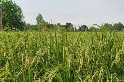 روایتی از مصائب شالیکاران گیلانی/ امان از واردات برنج !