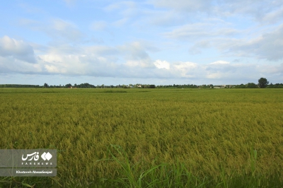 «برداشت برنج» در گیلان