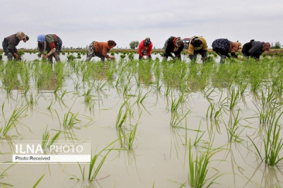  ۳۰ درصد مردم شمال برنج خارجی مصرف می کنند/ کشاورزان رغبتی برای فروش محصولات ندارند
