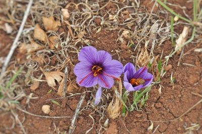  برداشت طلای سرخ از کوهستان های گیلان