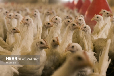 کشف بیش از ۲ تُن مرغ زنده بدون مجوز حمل در رودسر
