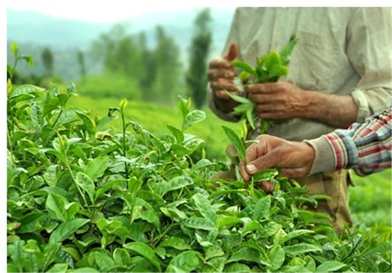 100 میلیارد ریال دیگر از مطالبات چای کاران پرداخت شد