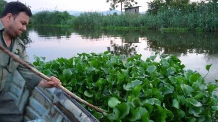 پاک سازی گیاه مهاجم سنبل آبی در رودخانه لنگرود